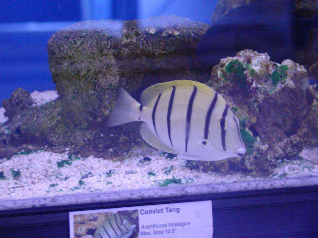 Acanthurus triostegus (Convict Tang/Surgeonfish)